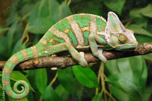 Photo: Chameleon-02 Chameleon-02