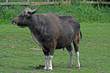 Gaur 2