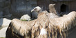 griffin