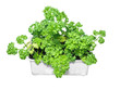 Fresh Parsley