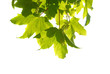 Green chestnut leaves