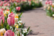 Spring flower path