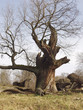 Uralte Eiche, Age-old oak