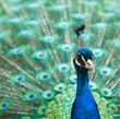 Foto: peacock with colorful tail peacock with colorful tail