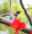 Bananaquit on Saint Martin