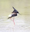 Long Legged Stilt on Saint John