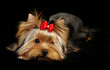 Yorkshire Terrier isolated on black