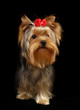 Yorkshire Terrier isolated on black Yorkshire Terrier isolated on black