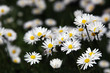 Bellis perennis