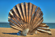The shell