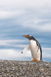 gentoo penguin gentoo penguin