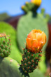 Cactus flower