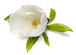 Magnolia Flower