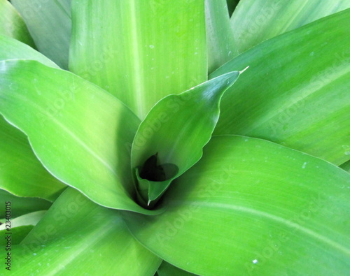 Photo: hawaii plant life hawaii plant life