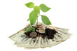 Money Tree Money Tree