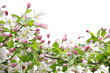 Apple blossoms