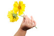 child hand holding flowers on white child hand holding flowers on white