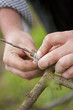 grafting tree
