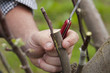 grafting tree