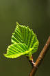 Green spring leaves Green spring leaves