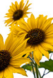 3 Sunflowers
