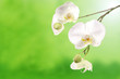 Orchids Orchids