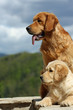 couple de golden retrievers de profil couple de golden retrievers de profil
