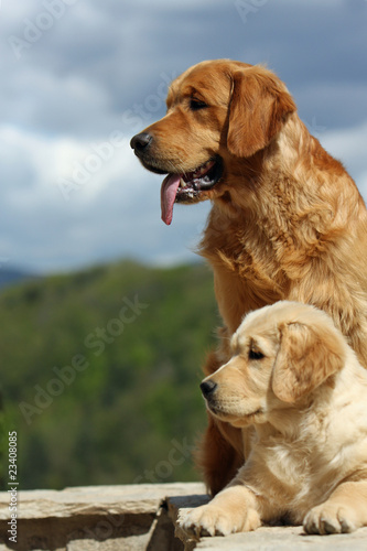 Photo: couple de golden retrievers de profil couple de golden retrievers de profil