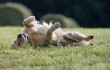 golden retriever se roulant par terre golden retriever se roulant par terre