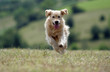 course folle du golden retriever de face course folle du golden retriever de face