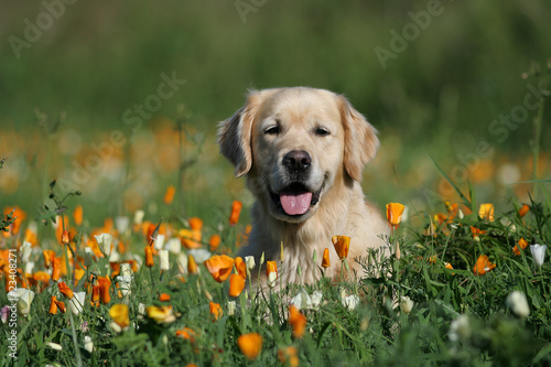 Photo: ambiance bucolique pour le golden retriever ambiance bucolique pour le golden retriever
