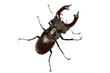 Stag-Beetle
