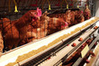 Henhouse