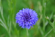 Jachere fleurie