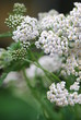 Gemeine Schafgarbe (Achillea millefolium)