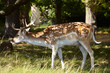 Dappled deer in a forest
