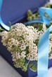 Apothekengutschein  Gemeine Scharfgarbe (Achillea millefolium)