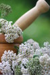 Apothekengutschein  Gemeine Scharfgarbe (Achillea millefolium)