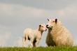 Schaf mit Lamm