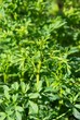 Weinraute - Ruta graveolens