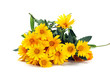 wild daisies