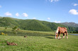 Monts du Cantal, chevaux