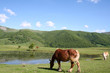 Cheval et lac, Cantal