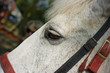 Close-up of a grey horse eye