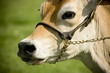 close-up of a cows face