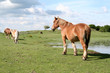 Chevaux dans le Cantal