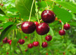 ripe cherry