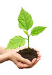 Hand holding green  tree
