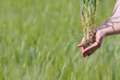 female hands with green wheat female hands with green wheat