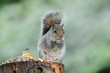 Foto: Grey Squirrel Grey Squirrel